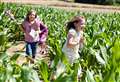 Lose yourself in summer with a maize maze