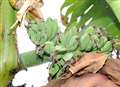 Banana tree sprouts fruity crop