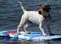 Surf's pup for fearless hound