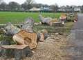 Historic Avenue of Remembrance trees cut down