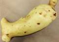 Whale-shaped spud fished out of crop