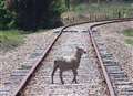 Sheep cause baaaaad train delays