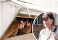 Animal liberators' chicken break saw 54 hens slaughtered