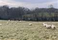 Dozens of 'stolen' sheep found two miles away on uni campus 