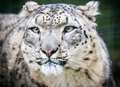 Purrfect time to spend with Kent's big cats