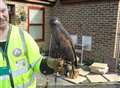 On the loose hawk flies into couple's home