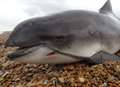 Dead dolphin found on Kent beach