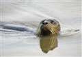 Cute seal spotted frolicking in river