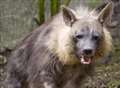 Brown hyenas are a first for UK after 15 years
