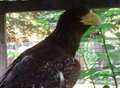 Eagle found after 300-mile flight