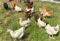 Hens need new homes after avoiding chop