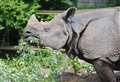 Animal park welcomes new rhino for summer season