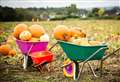 Pumpkin picking sites in Kent this season