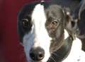 Investigation after greyhound kicked to death