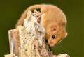 Could Britain’s dormouse become the next endangered species?
