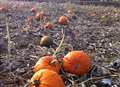 Pumpkin attraction set to mushroom for its second year