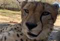 Watch cheetahs' first steps in to wild