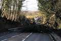 Fallen tree blocks main road