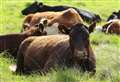 Control zone set up as cow tests positive for disease