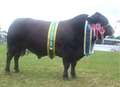  Sandwich bull George is not just a hit with the judges 