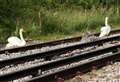 Family of swans cause rail delays