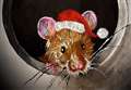 Mystery mouse now featured on her own Christmas cards and PJs