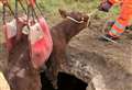 Calves rescued from drainage hole