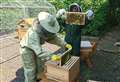 Solar firm abuzz with honey production plan