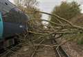 Train hits fallen tree