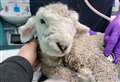 Lone lamb found at death's door by roadside 