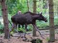 Moose runs loose in animal park