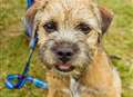 Hundreds of wagging tails at dog show in Kent