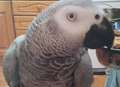 Who's a naughty boy, then? Foul-mouthed parrot flees home