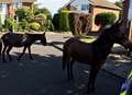 Neigh-bourhood watches out for escaped horses