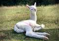 Rare all-white alpaca born during lockdown