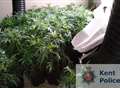 Police seize 200 cannabis plants