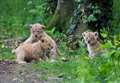 'Boisterous' cubs filmed play-fighting 