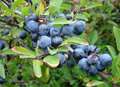 Competitors vie for sloe gin world championship title
