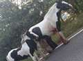 Horse ran in front of lorry to save foal from crash