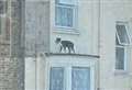 Dog stranded on four-storey window ledge