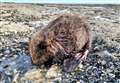 Why are beavers washing up on Kent's beaches?