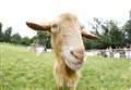 Boost for much-loved goat sanctuary