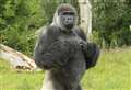 'Celebrity' gorilla dies suddenly