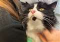 Appeal to help pay stray cat surgery bill