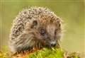 Disgust and anger after hedgehogs kicked to death and shot