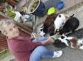 Feral cat problem getting out of control, says RSPCA 