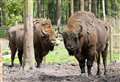 Bison to arrive in Kent woodland in next two weeks