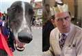 Gavin and Pacy! Greyhounds named after sitcom characters need homes