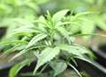 Mum grew cannabis plants in child's bedroom