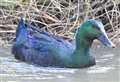 Magnificent green duck spotted in Kent